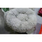 Cozy Round Plush Dog Bed for Small Dogs - Perfect Cat Litter Kennel & Puppy Nest Mat